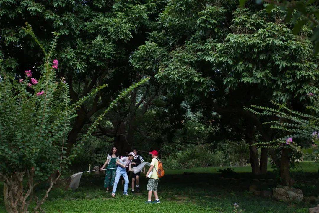 喜报！喜报！仙湖植物园斩获国家级荣誉(图3)