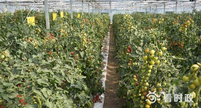 苏州4处农作物品种“试验田”获评省级称号(图1)