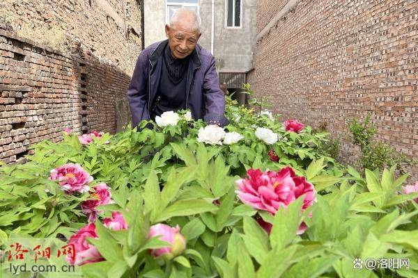 洛阳85岁老人深耕牡丹种植 曾获“牡丹大师”荣誉称号(图1)