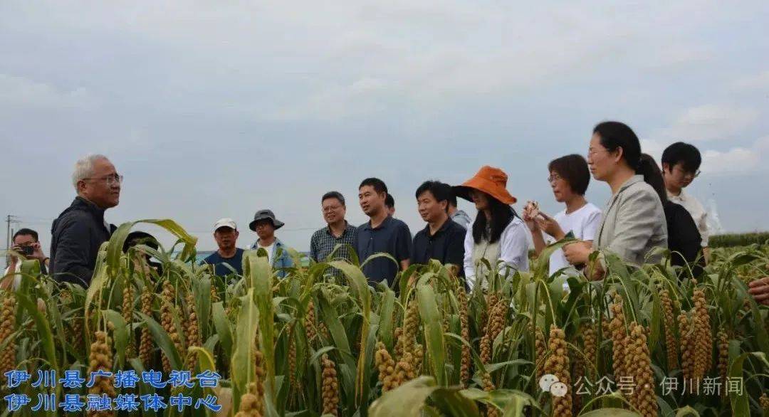 喝彩！他被授予伊川“荣誉市民”(图4)