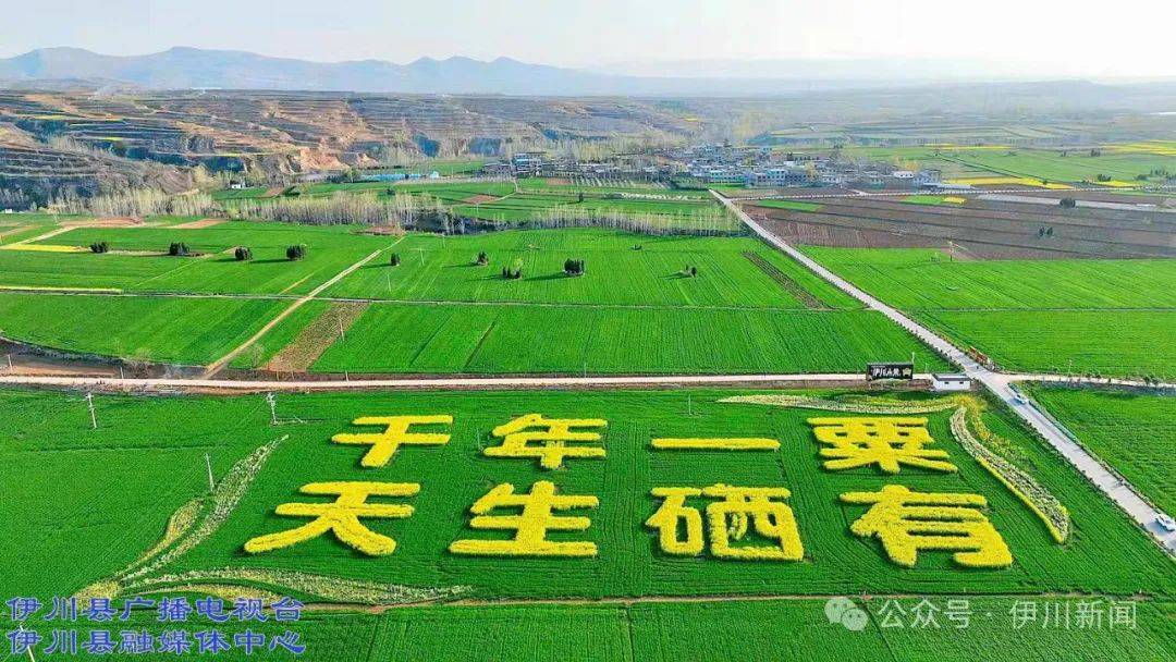 喝彩！他被授予伊川“荣誉市民”(图5)